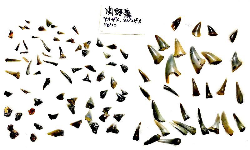 サメの歯
